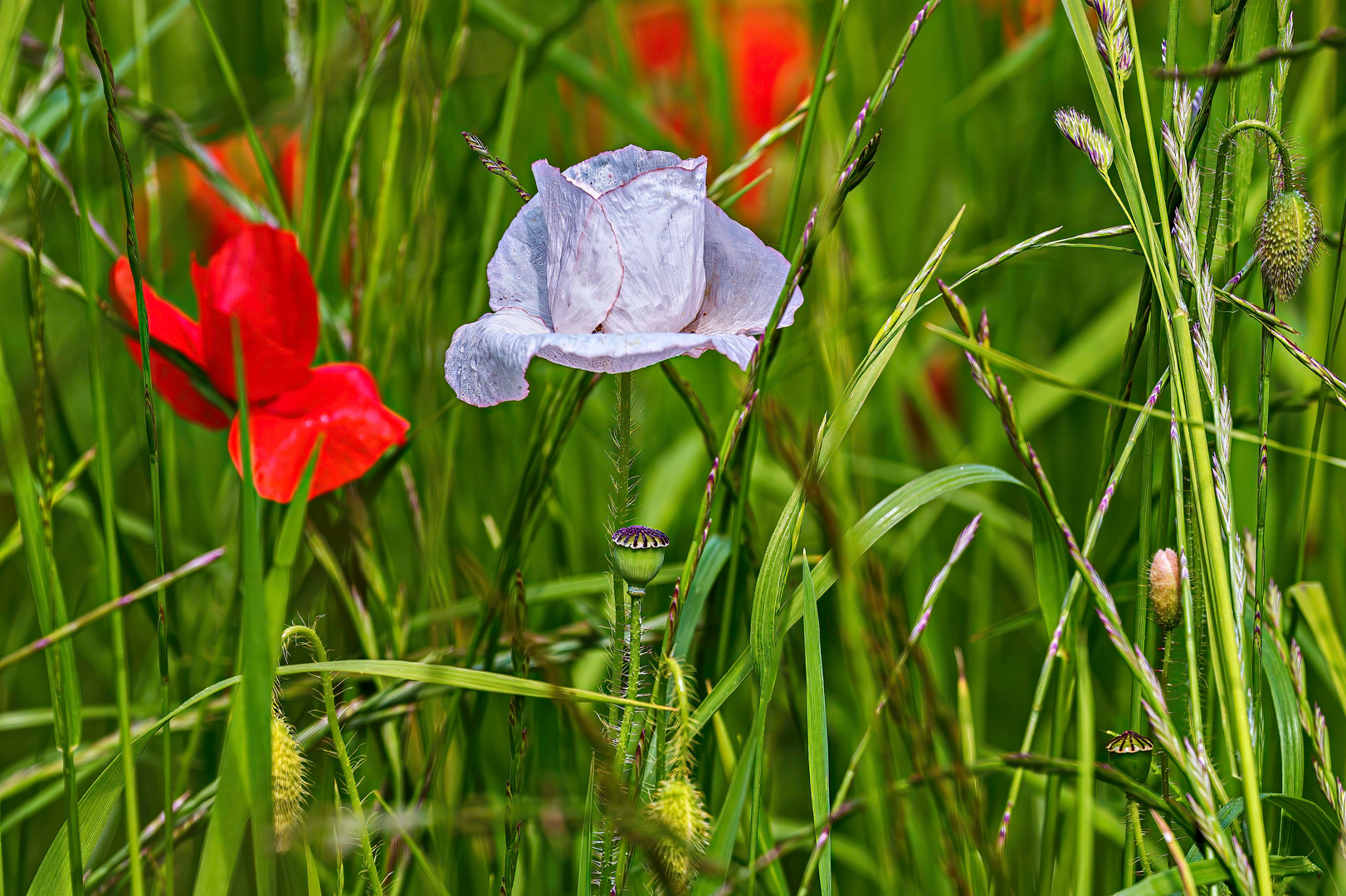 Weißer Mohn?