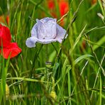 Weißer Mohn?