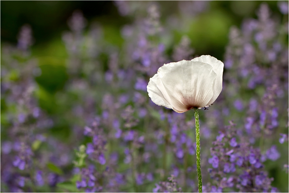 Weisser Mohn