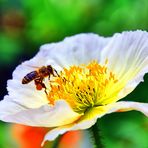 Weißer Mohn