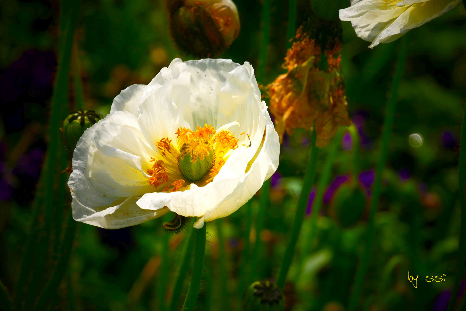 weisser Mohn