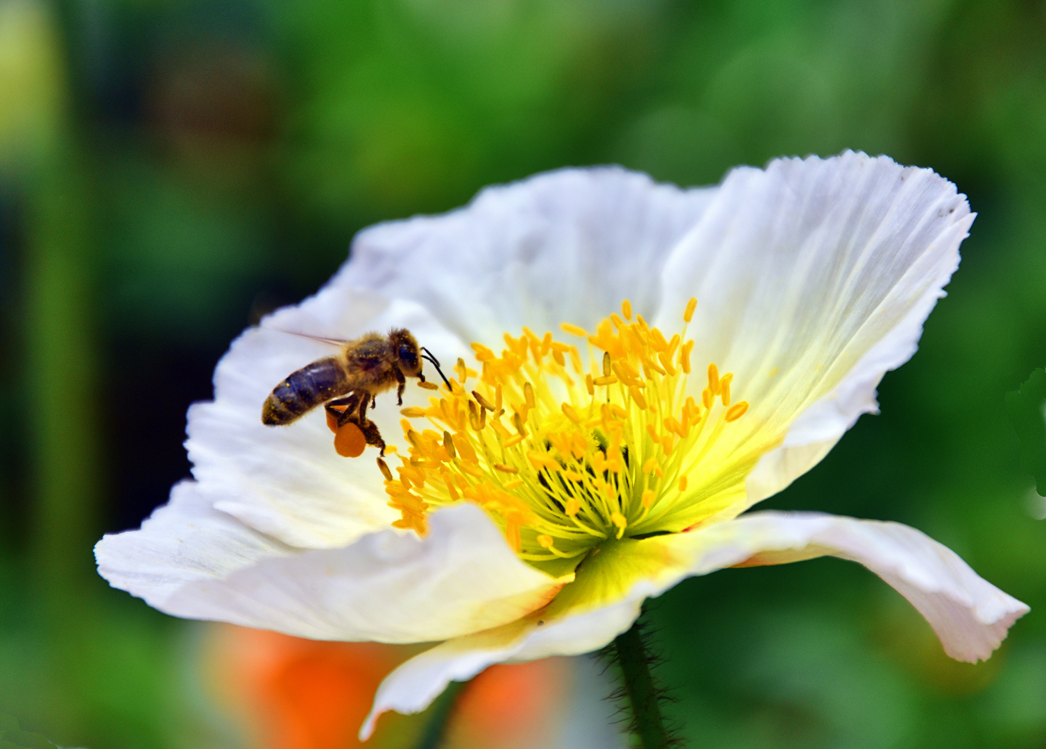 Weisser Mohn