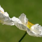 weißer Mohn