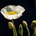 Weißer Mohn