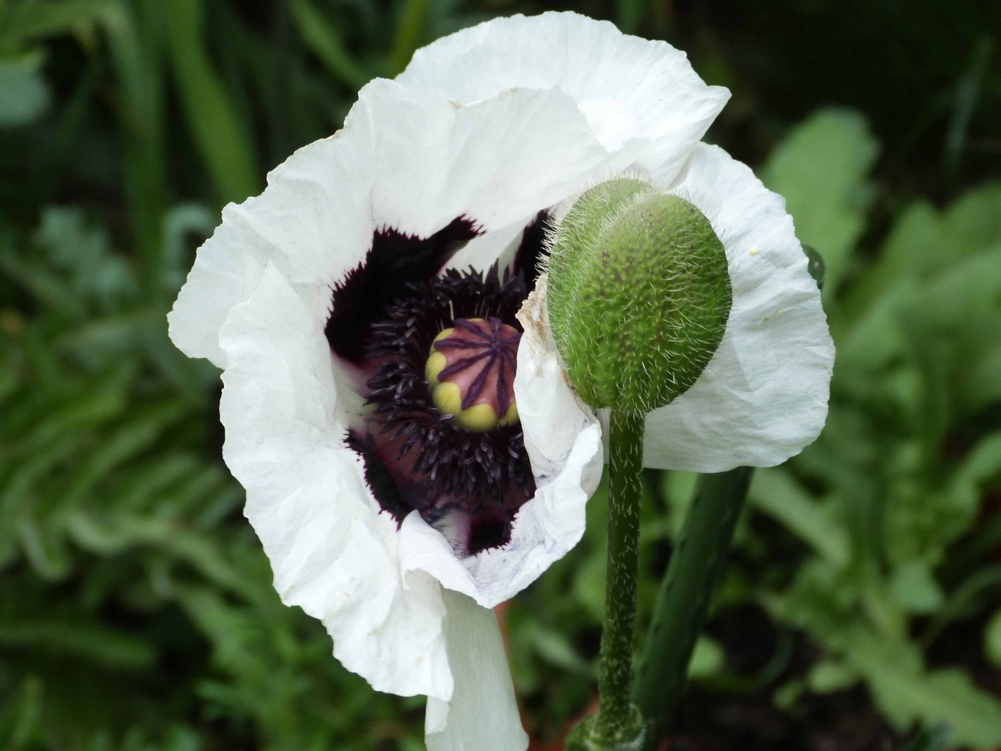 Weißer Mohn