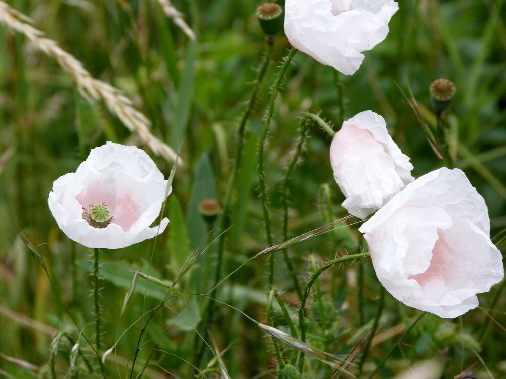 Weißer Mohn