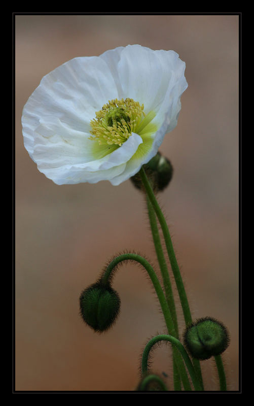 Weißer Mohn