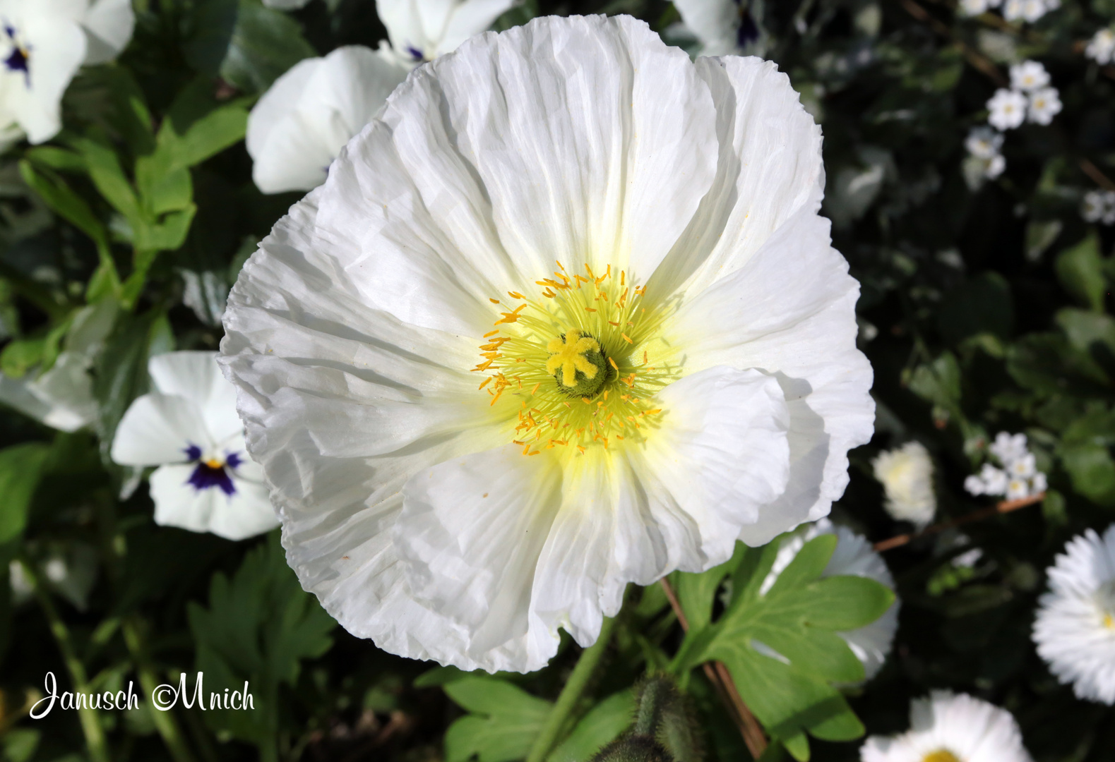 weißer mohn