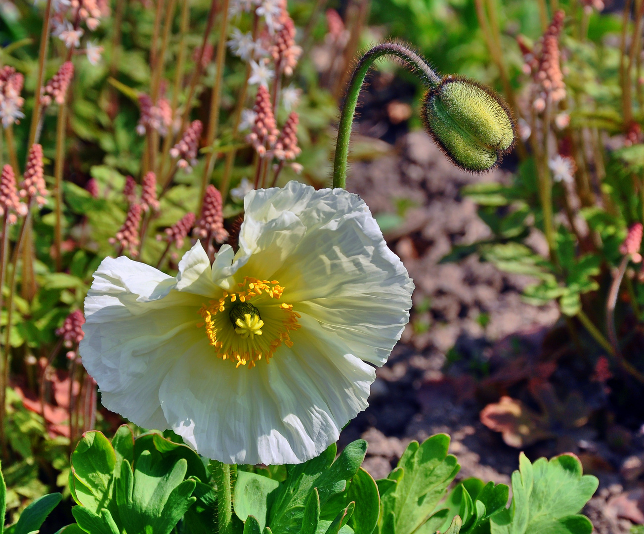 Weisser Mohn