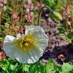 Weisser Mohn