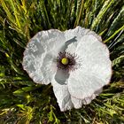 weisser Mohn