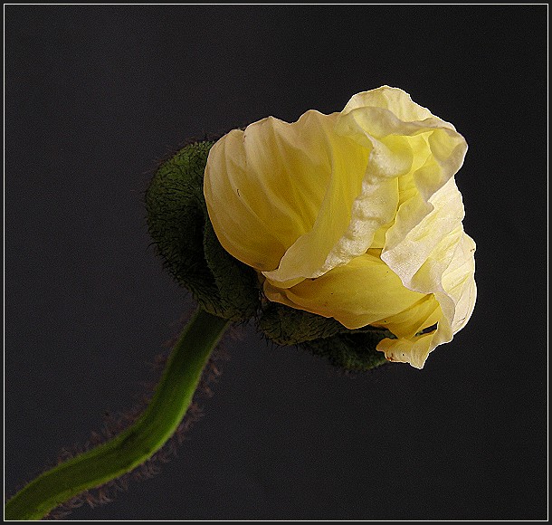 Weißer Mohn