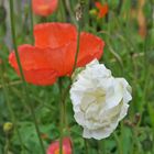 Weisser Mohn