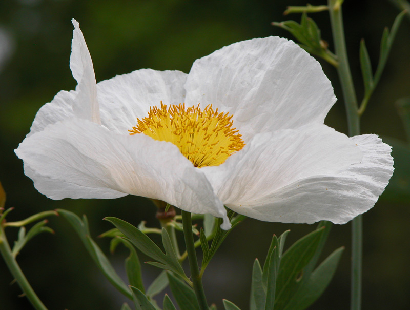 weisser Mohn