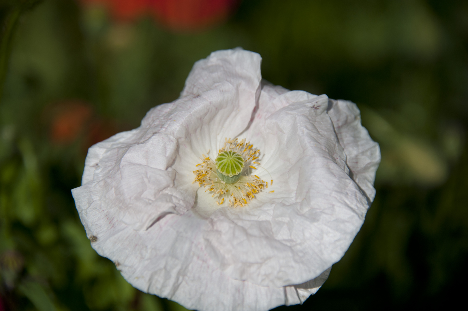 weißer Mohn