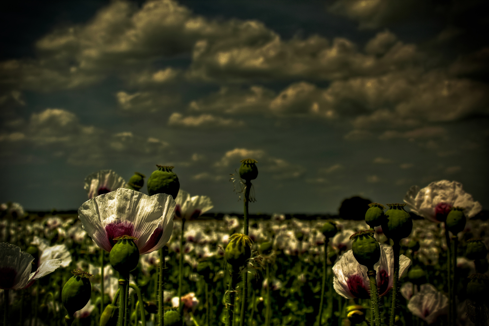 Weißer Mohn