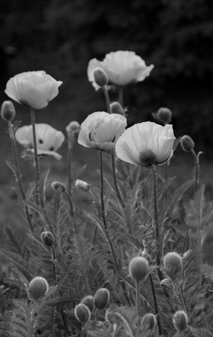 weißer Mohn.