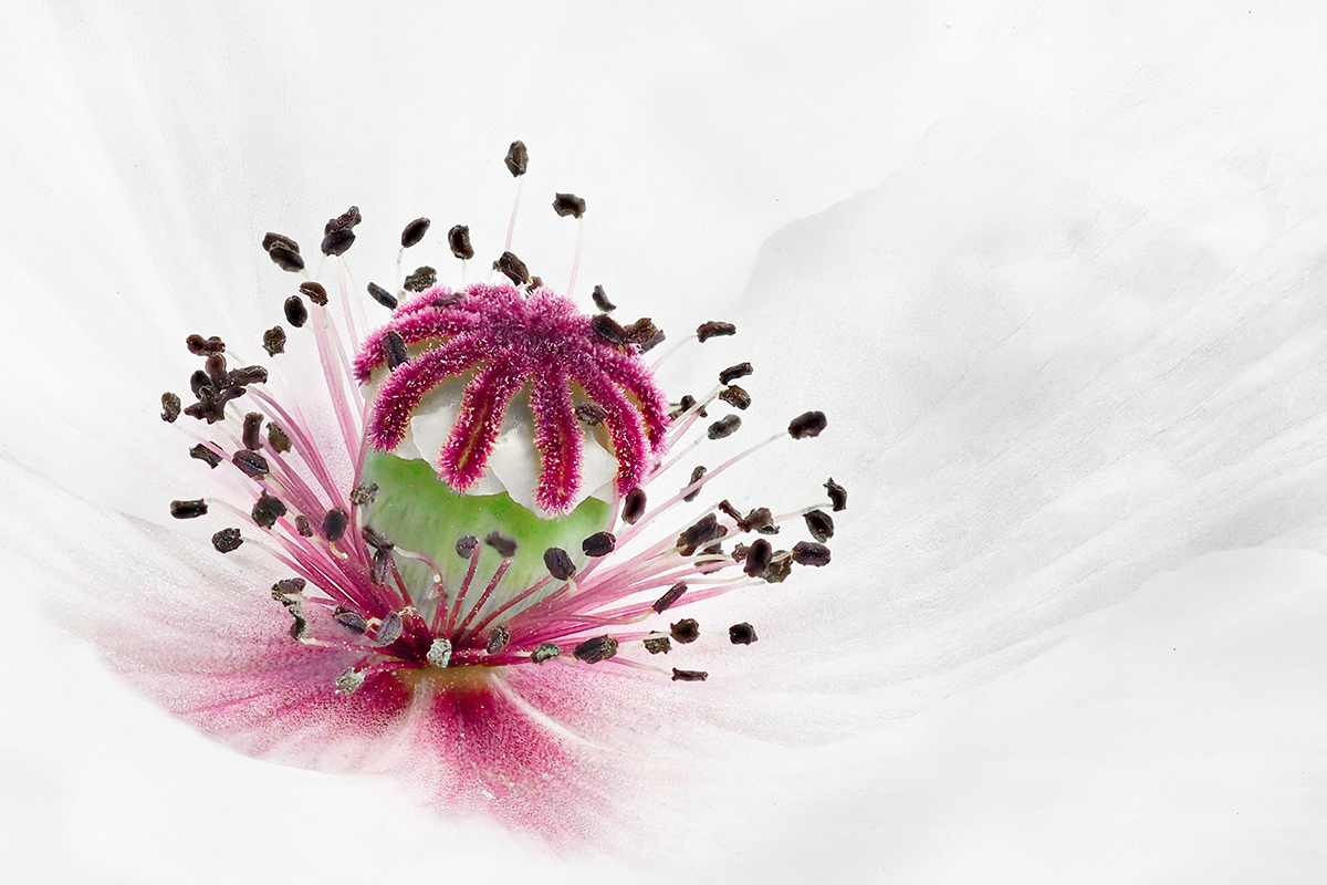 Weißer Mohn