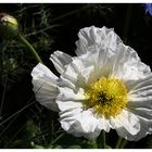 Weisser Mohn