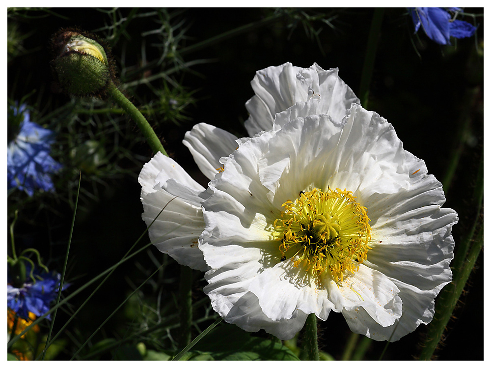 Weisser Mohn