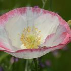 weißer Mohn