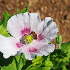 weisser Mohn & Biene Armschlag NÖ