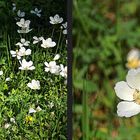 Weisser Mohn