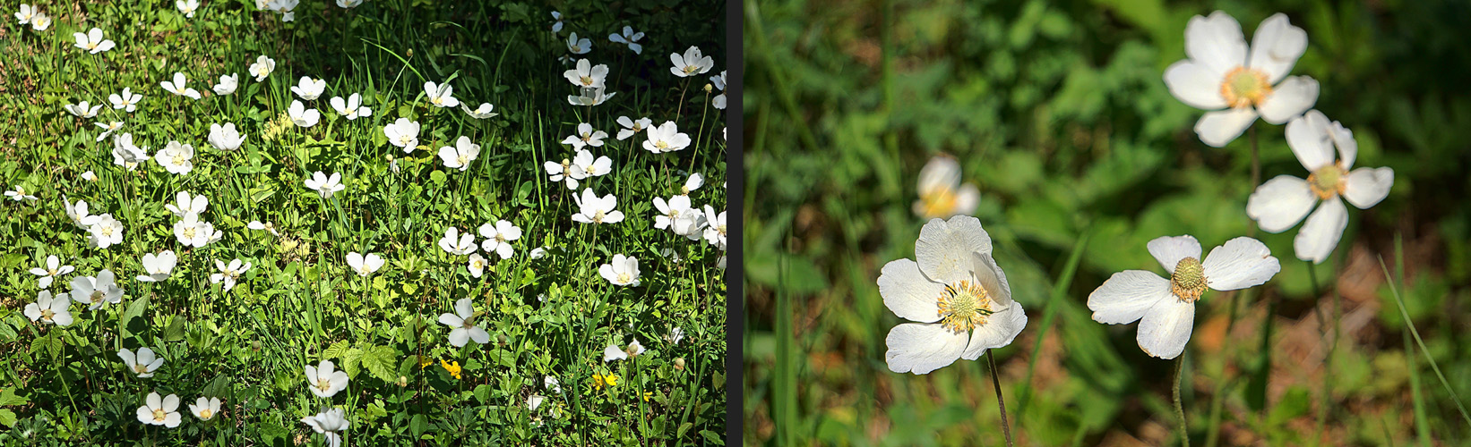 Weisser Mohn