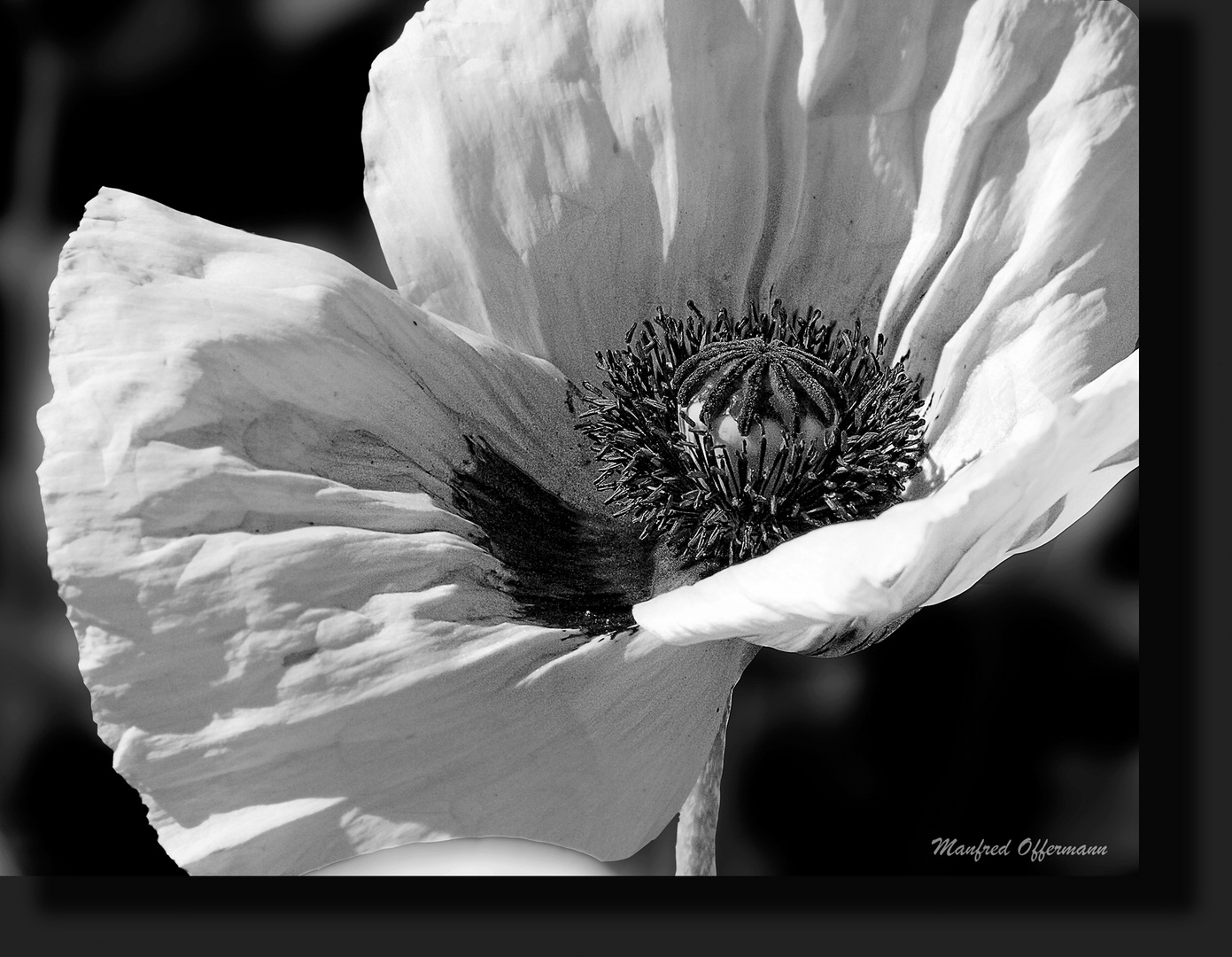 Weißer Mohn