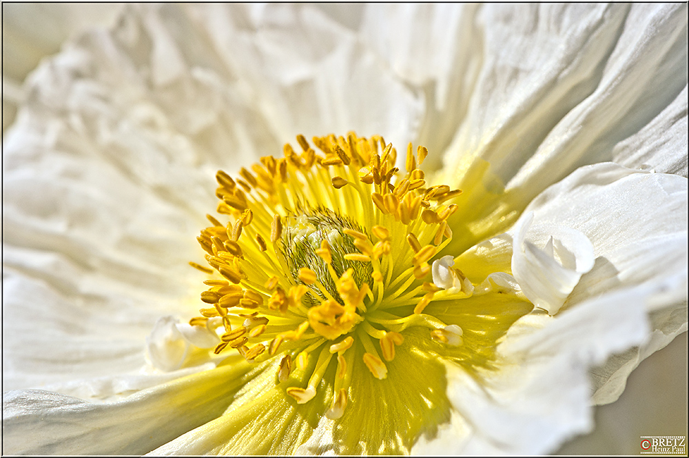 Weißer Mohn