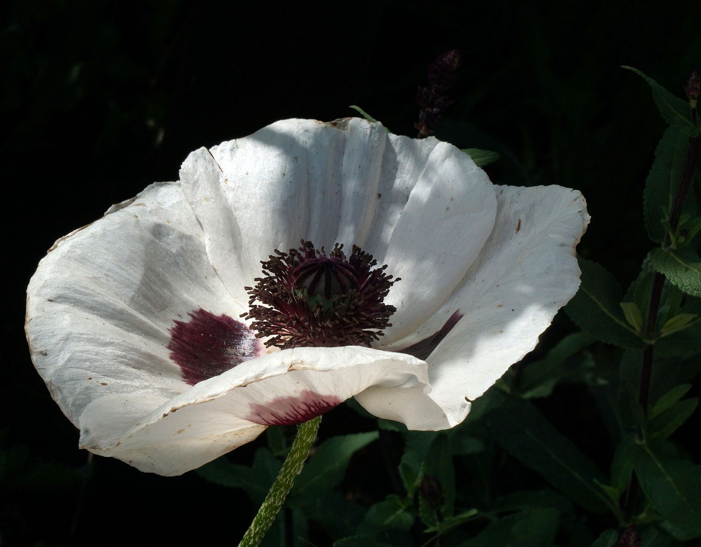 Weißer Mohn