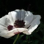 Weißer Mohn