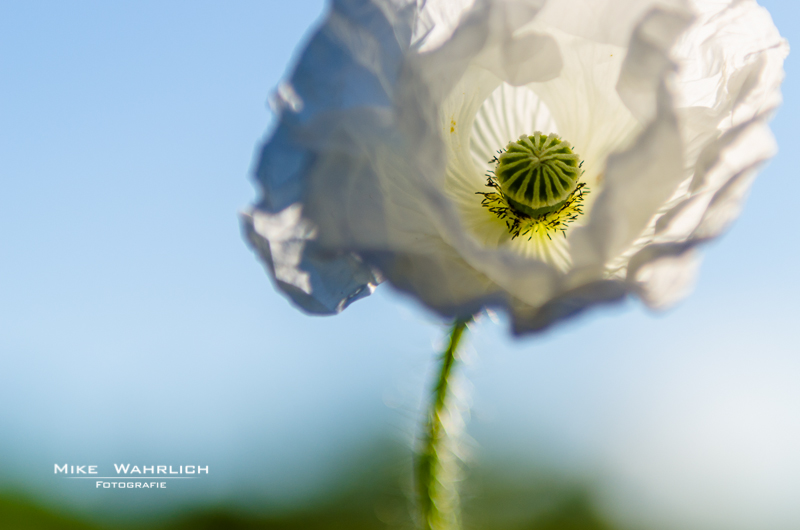 Weisser Mohn