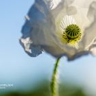 Weisser Mohn