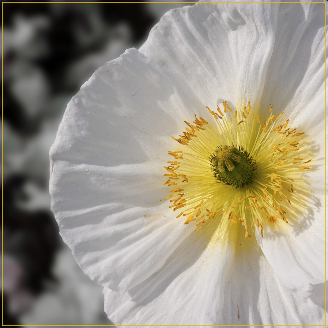 weißer Mohn