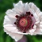 Weisser Mohn