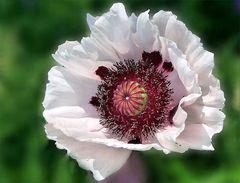 Weisser Mohn