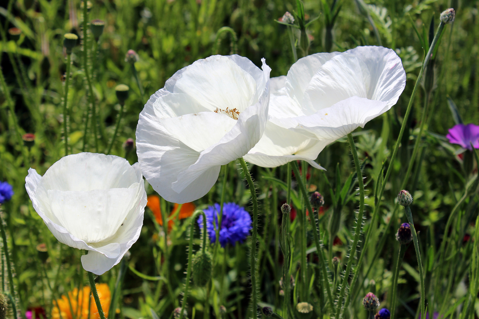 Weißer Mohn