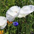 Weißer Mohn