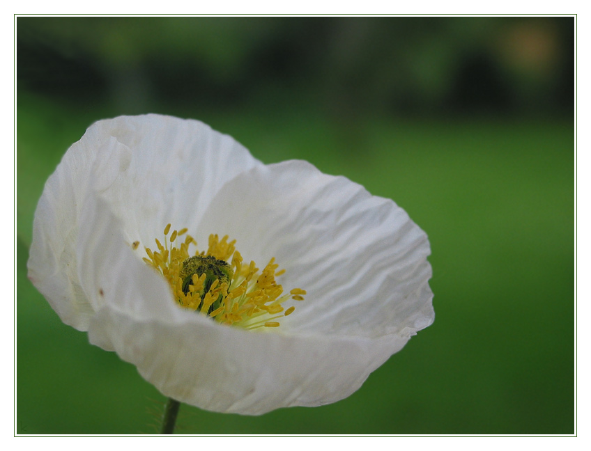 weißer Mohn von Claudia K.