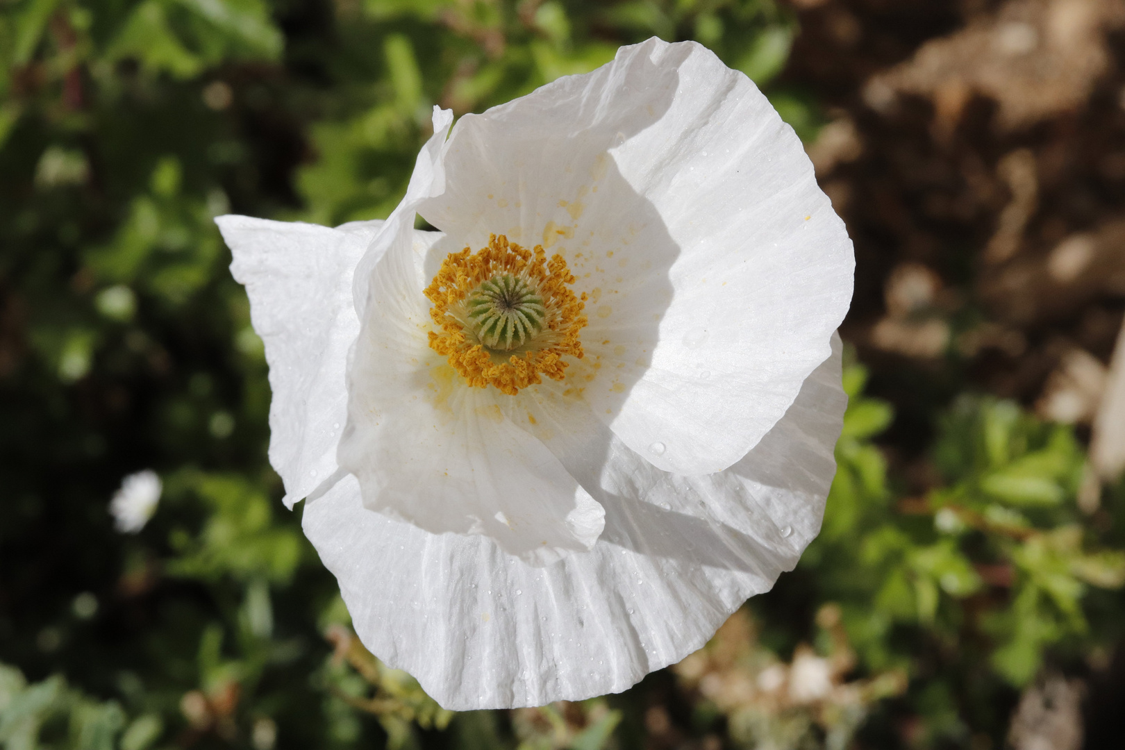 weißer Mohn