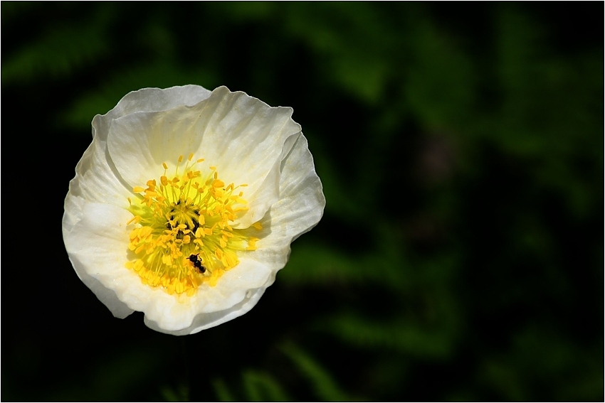 Weißer Mohn