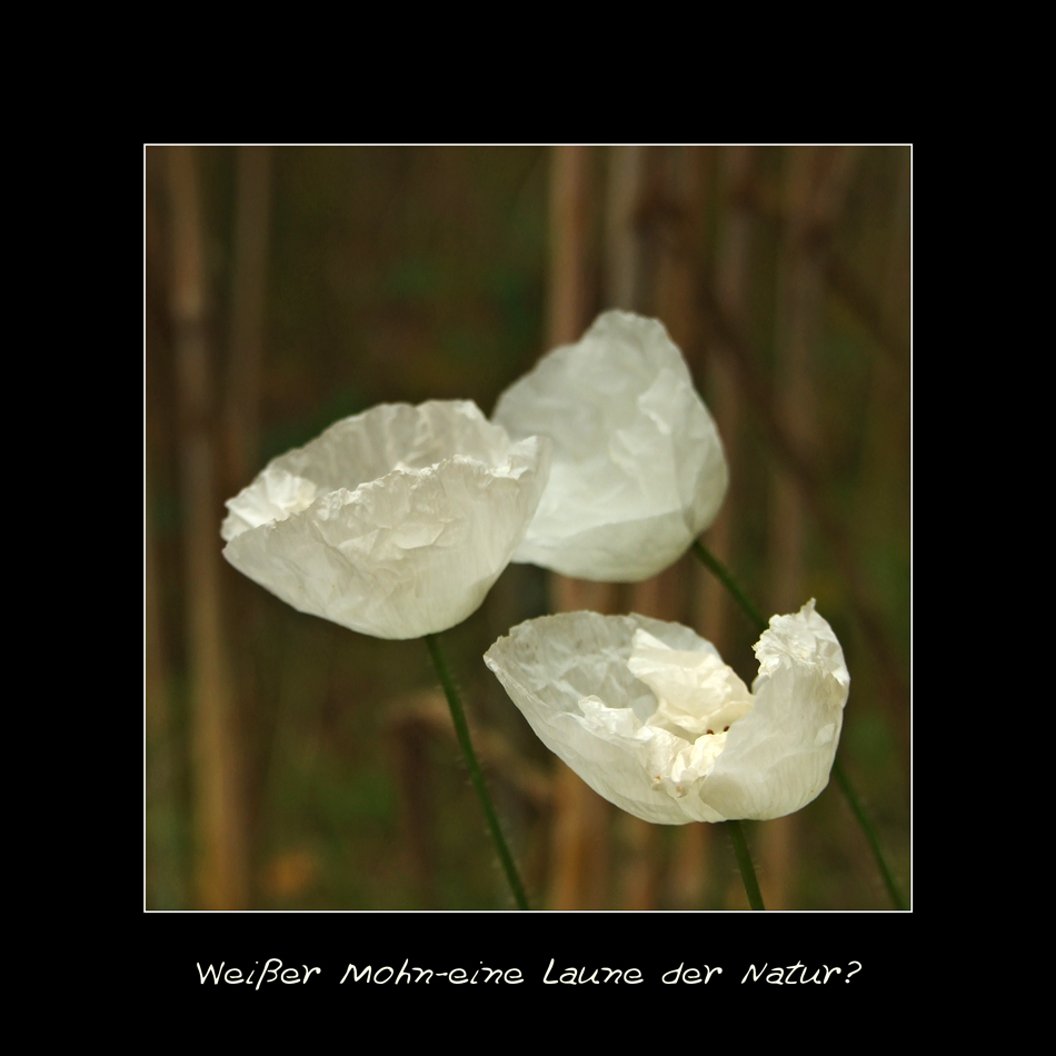 Weißer Mohn- eine Laune der Natur?