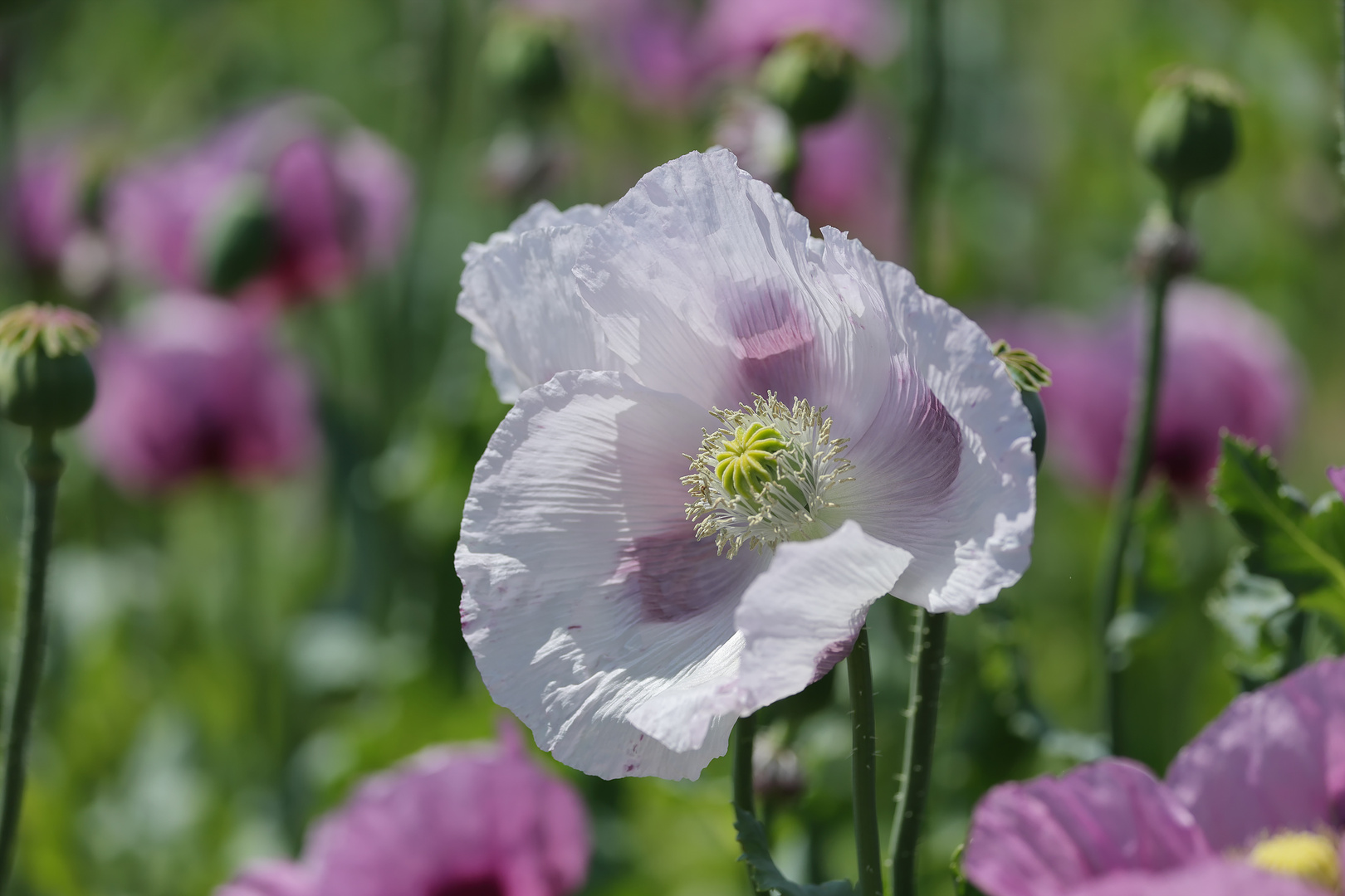 Weißer Mohn