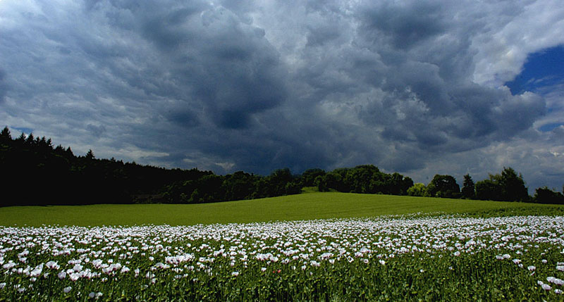 Weisser Mohn