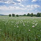 Weißer Mohn