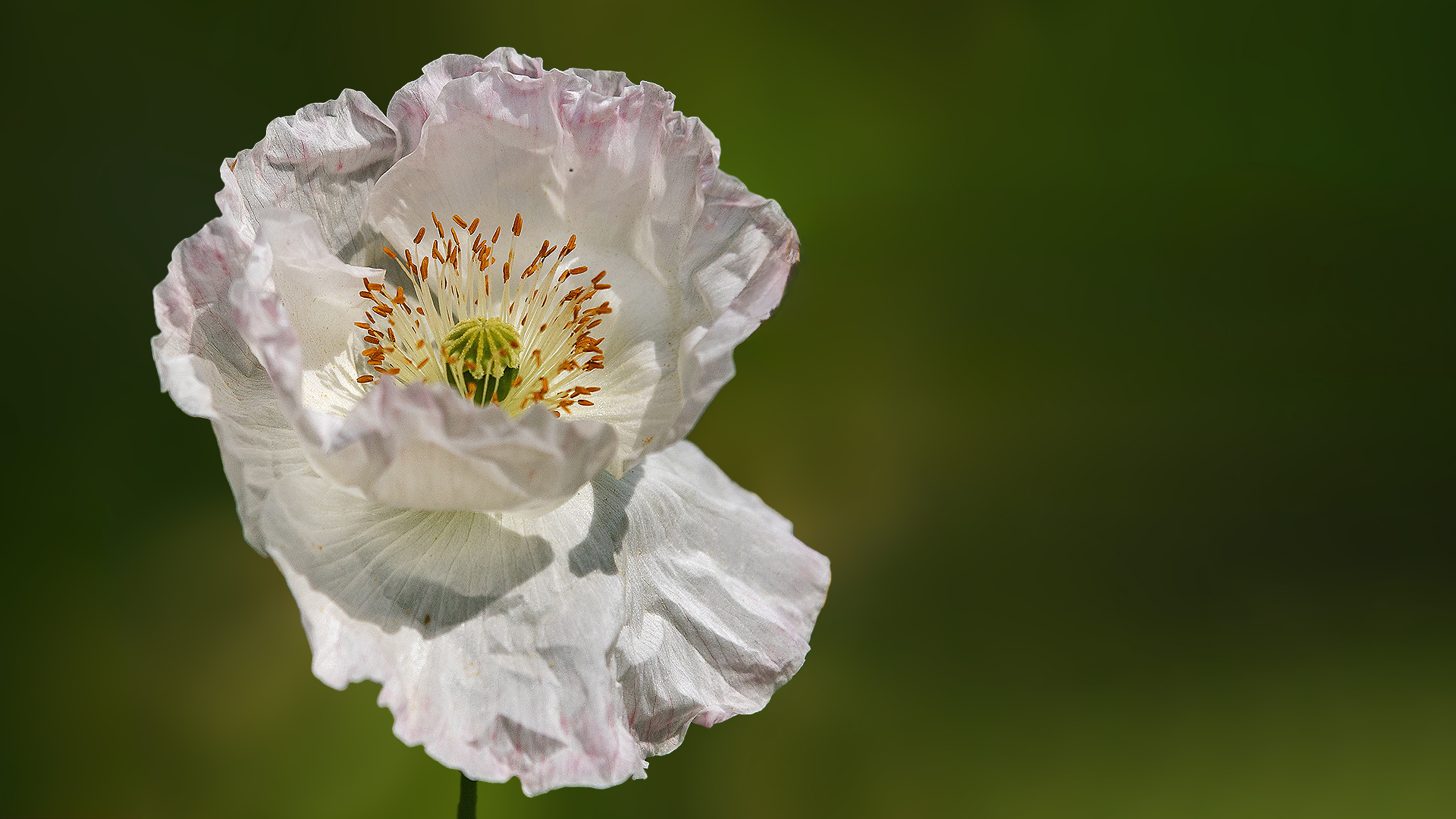 Weißer Mohn