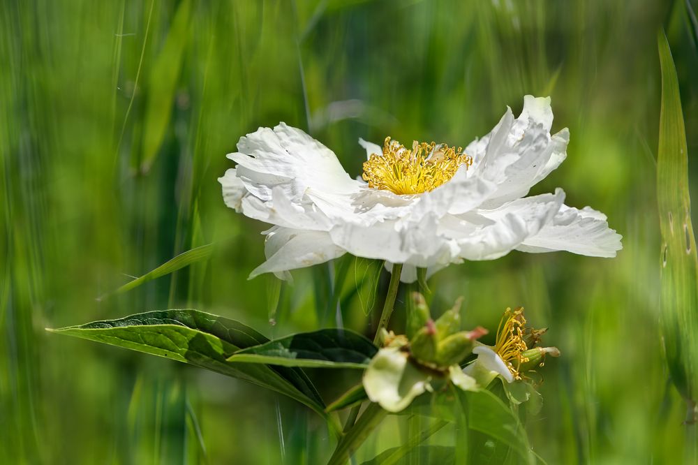 Weißer Mohn