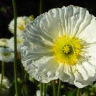 Weißer Mohn im Blühenden Barock