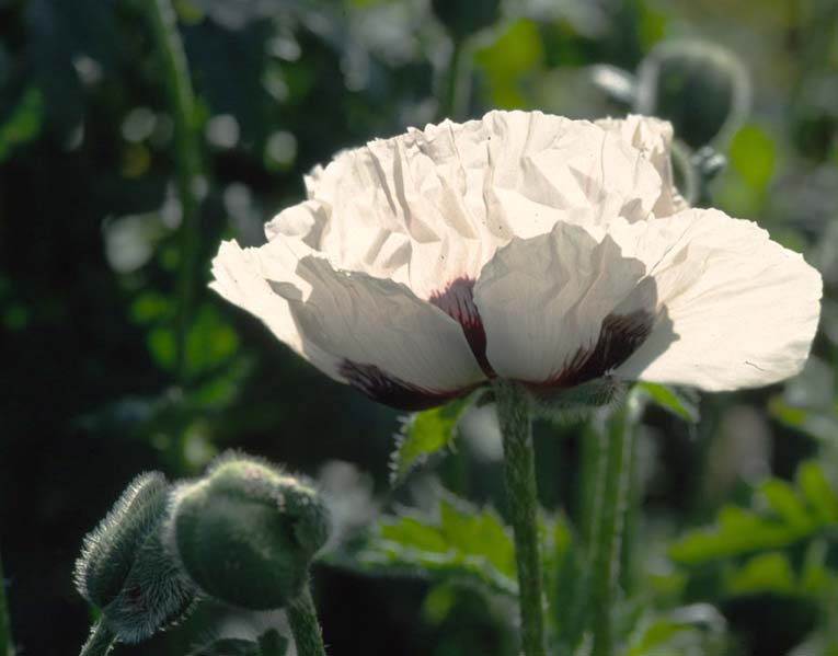 Weißer Mohn im Gegenlicht.